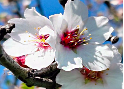 Comunità di tutela del cibo e della mandorla sarda.